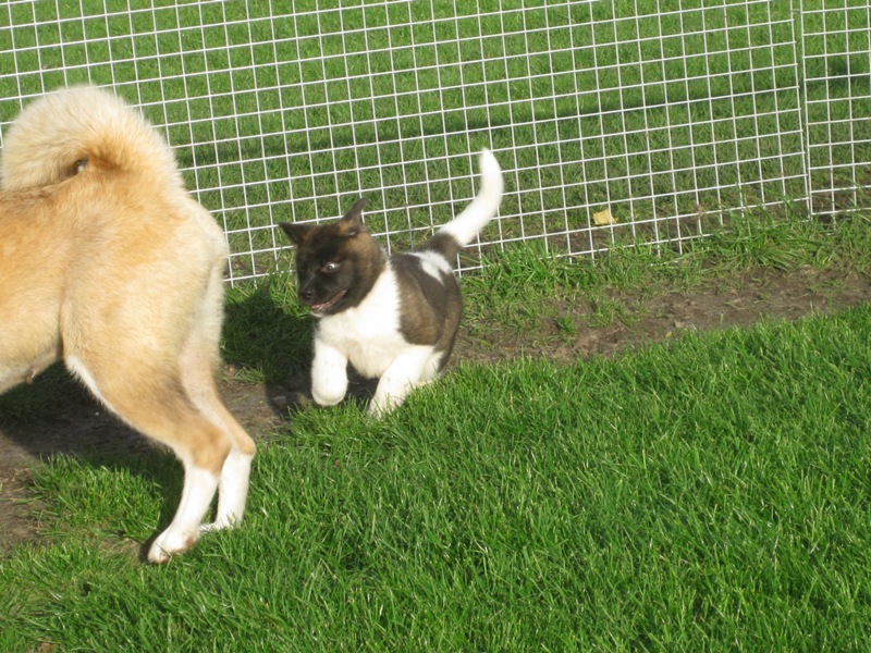 Puppies